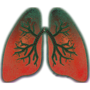 lung poumon