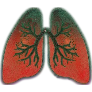 lung poumon